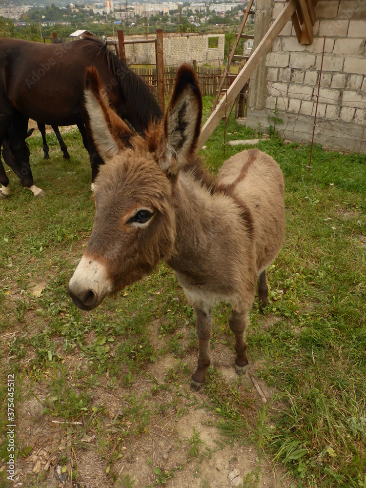 A small donkey, a donkey and young horses. A small donkey, a donkey and young horses.