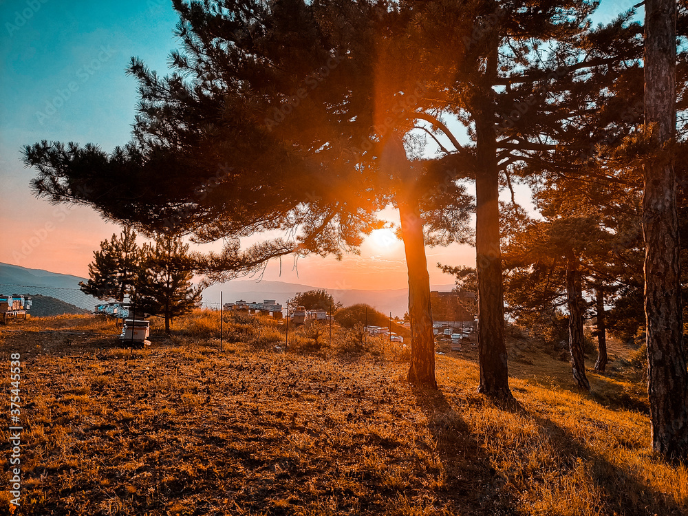 Fototapeta premium sunset in the park