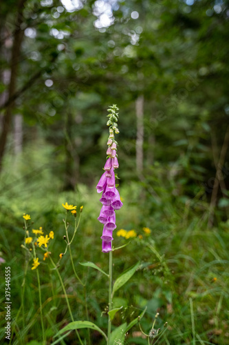 Foxglove flower in the forest