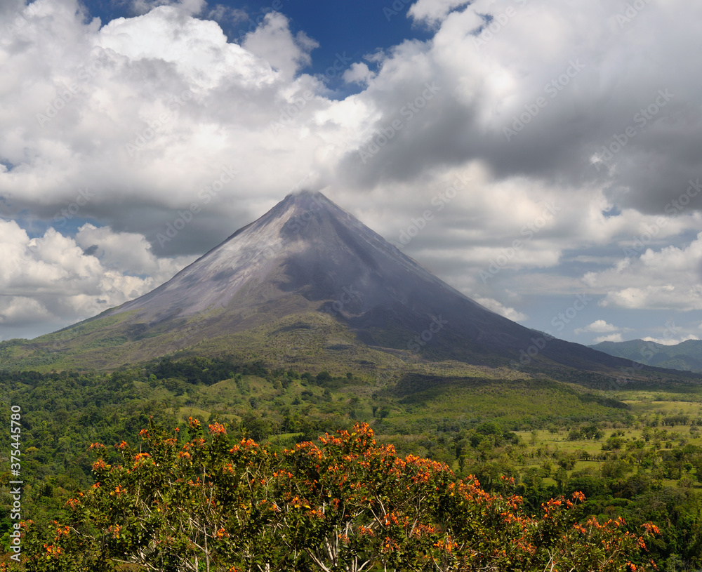 Smoking Arenal Volcano on San Carlos Plains in Costa Rica with orange Poro Tree flowers