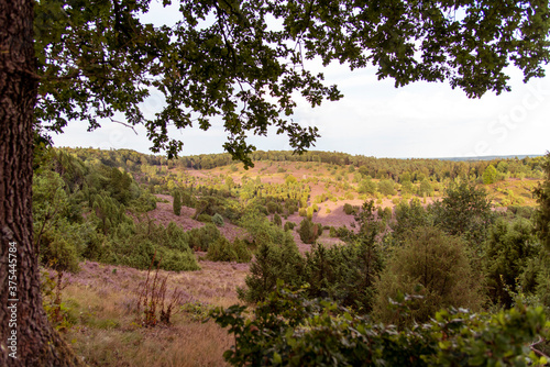 fairytale autumn landscape with purple flowers