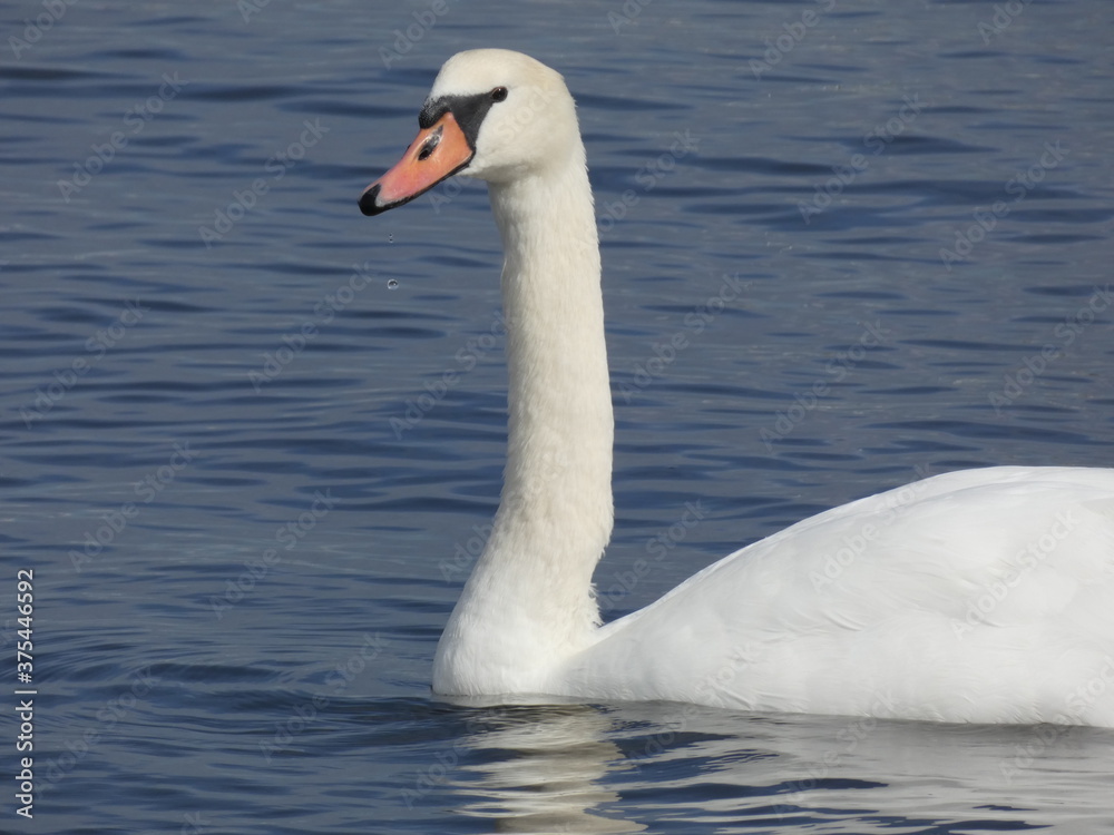 Mute swan (Cygnus olor) swimming in the Bay of Gdansk, Poland