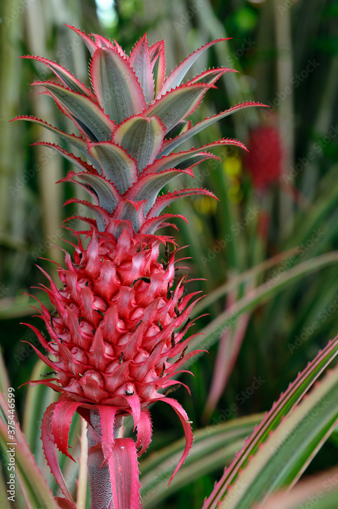 Close up of a red Ornamental Variegated Pineapple fruit Close up of a red Ornamental Variegated Pineapple fruit