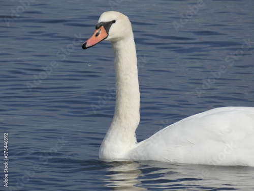 Mute swan (Cygnus olor) swimming in the Bay of Gdansk, Poland