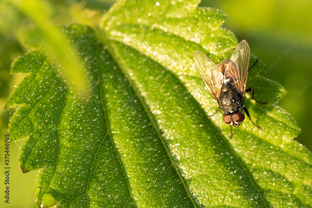 Fototapeta premium Fliege im Morgentau 