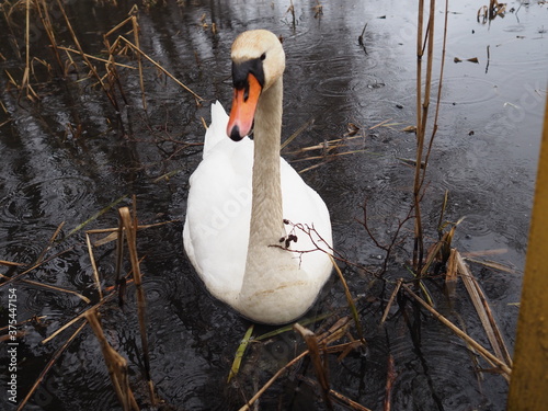 Fototapeta Naklejka Na Ścianę i Meble -  swan in shallow water in the lake