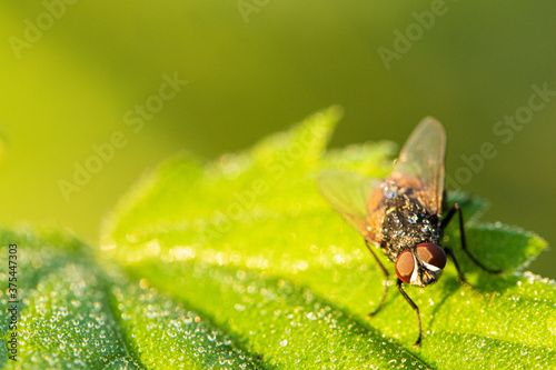 Fliege im Morgentau 