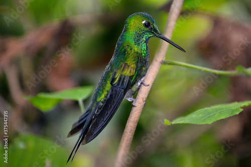 Male Green Crowned Brilliant humingbird perched on a branch in Costa Rica photo
