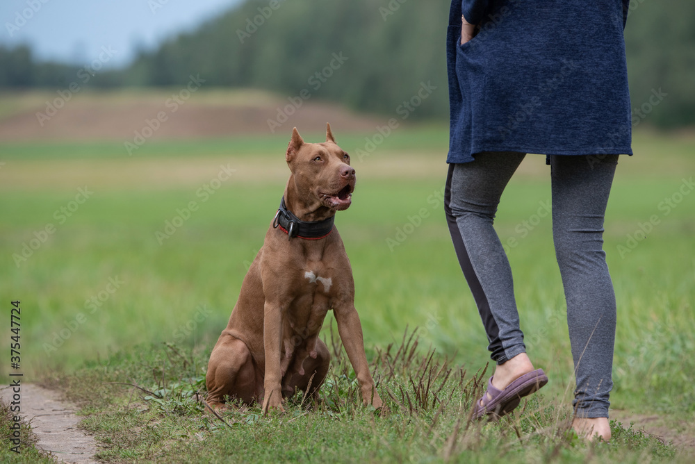A girl on the field plays with an American Pit Bull Terrier. A girl on the field plays with an American Pit Bull Terrier.