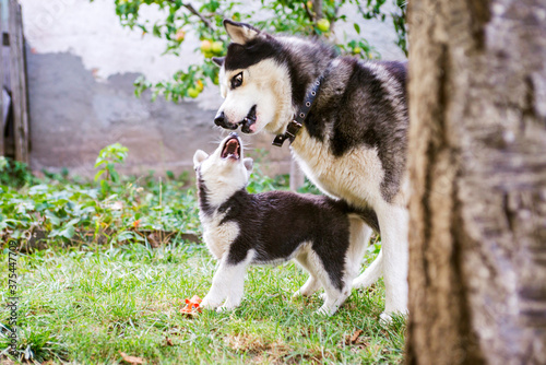 Siberian husky dog is playing with husky puppy on green grass. Two siberian husky are playing with each other