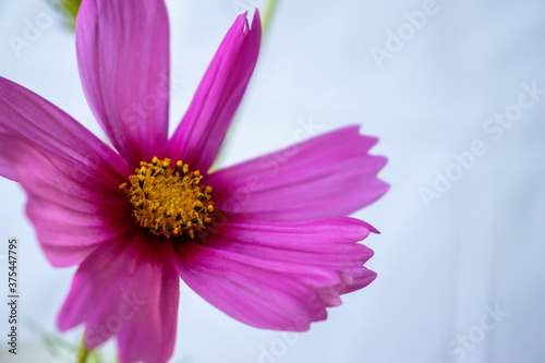 pink cosmos on white background