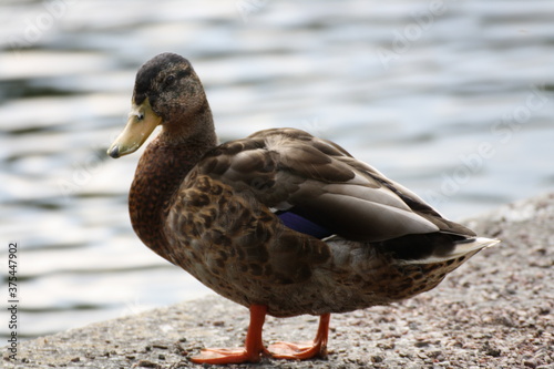 Duck