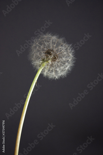 Horizontal close-up object photography of a full-blown dandelion flower with a seed head composed with numerous of pappus with seeds   on the dark background