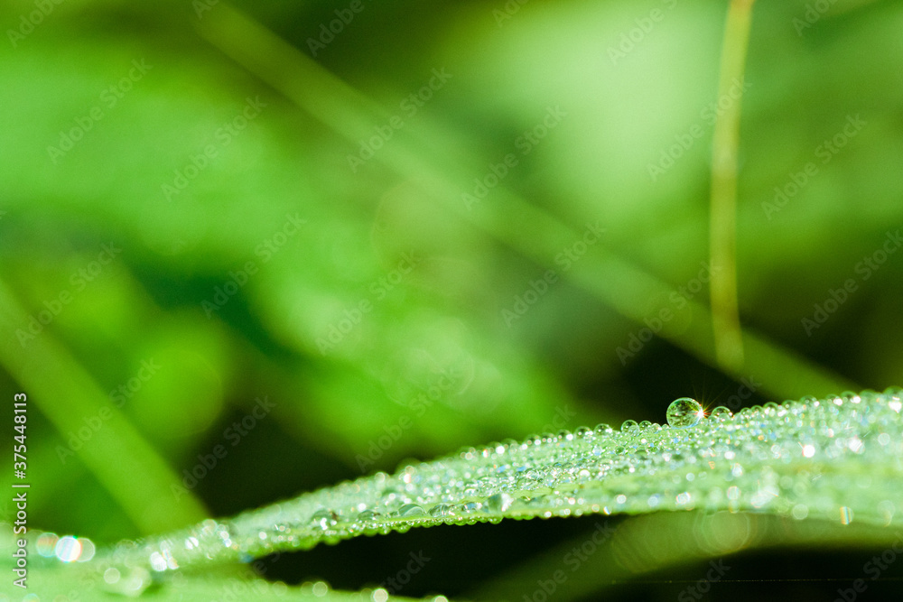 Naklejka premium Morgentau - Banner