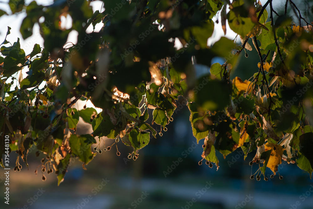  linden tree branches at sunset in the sun