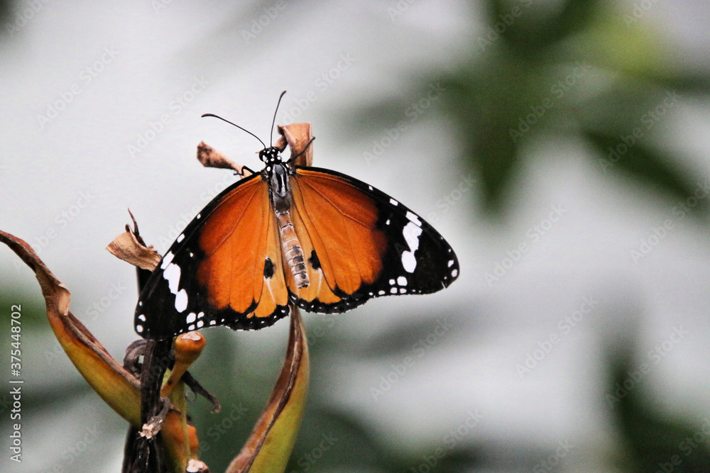 Obraz premium butterfly on a flower
