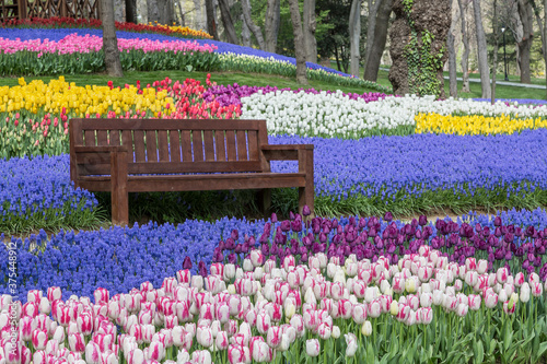 Park bench and tulips, Istanbul, Turkey photo