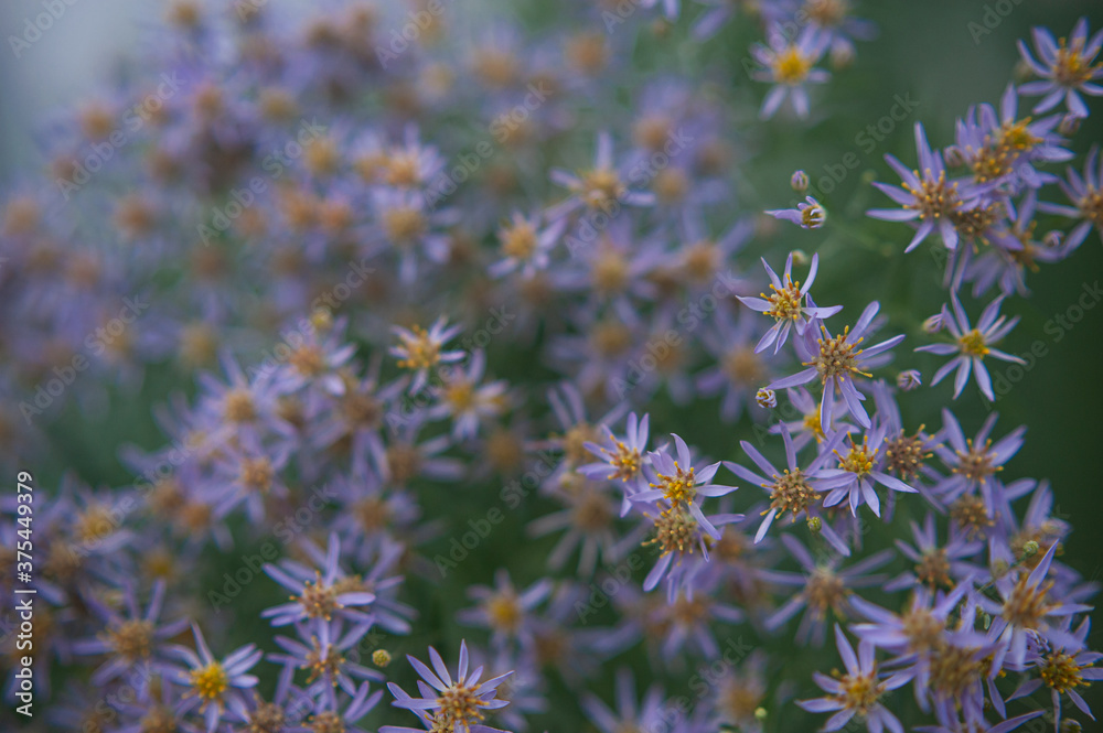 Symphyotrichum cordifolium. Blue wood aster