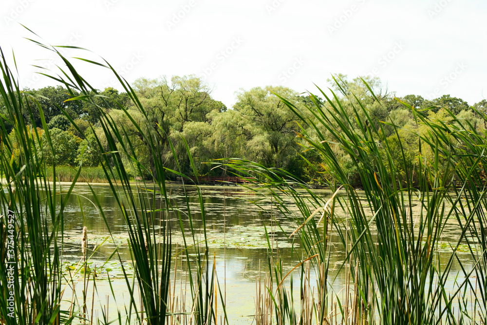 Fototapeta premium grass and water