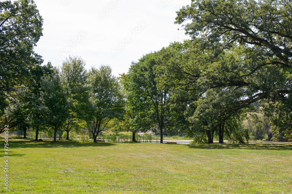 trees in the park trees in the park