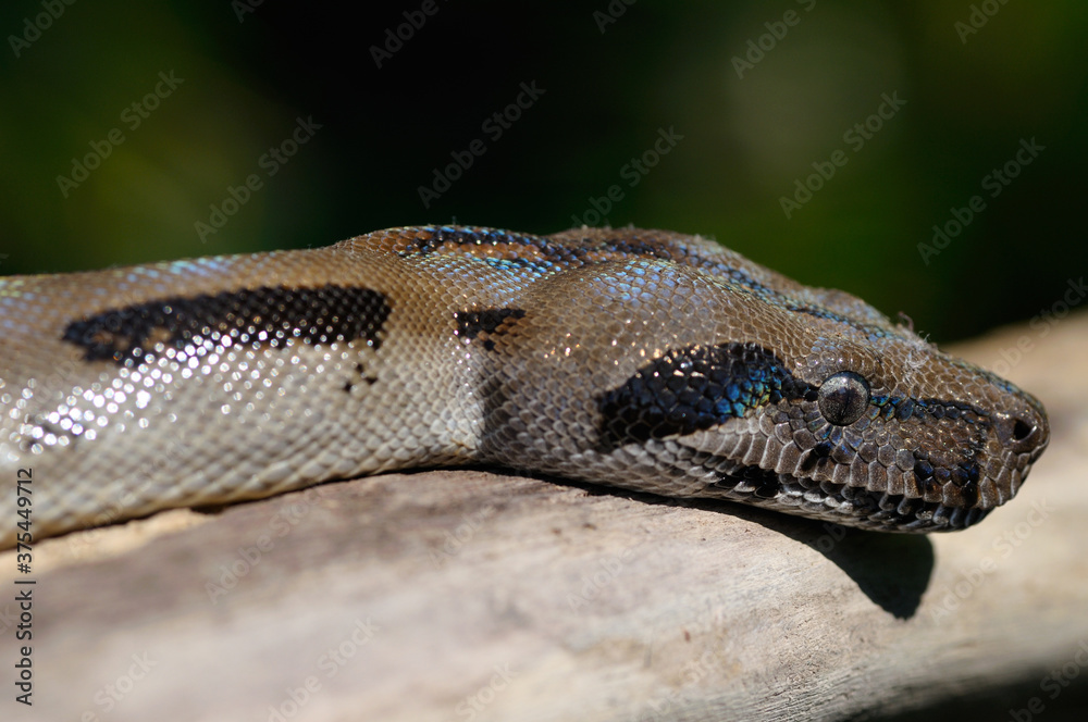 Close up view of the head of a boa constrictor in Costa Rica Close up view of the head of a boa constrictor in Costa Rica