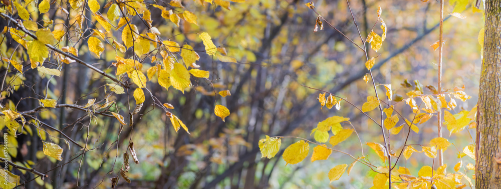Colorful autumn leaves on a soft background on a sunny day Colorful autumn leaves on a soft background on a sunny day