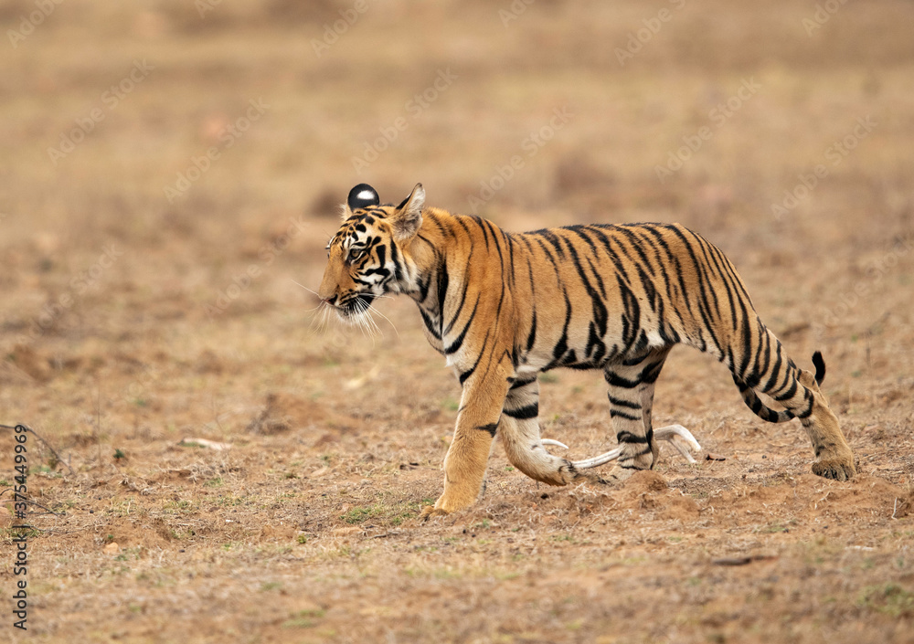 Fototapeta premium Tigress Choti Tara cub walking at Tadoba Andhari Tiger Reserve, India