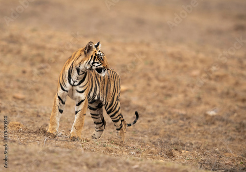 Tigress Choti Tara cub turning back  Tadoba Andhari Tiger Reserve  India