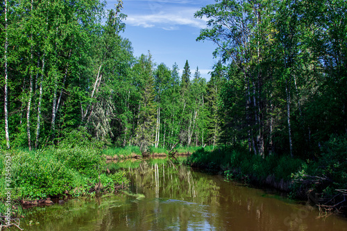 View of the river between green birch trees and bushes. Nature of the taiga