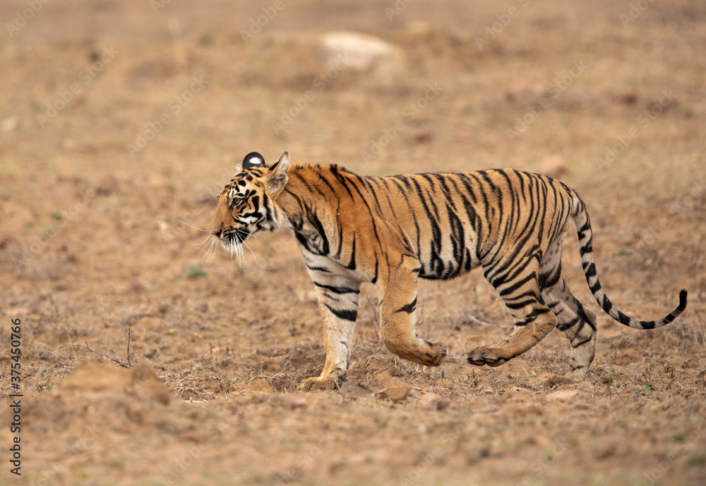 Fototapeta premium Tigress Choti Tara cub moving ahead, Tadoba Andhari Tiger Reserve, India