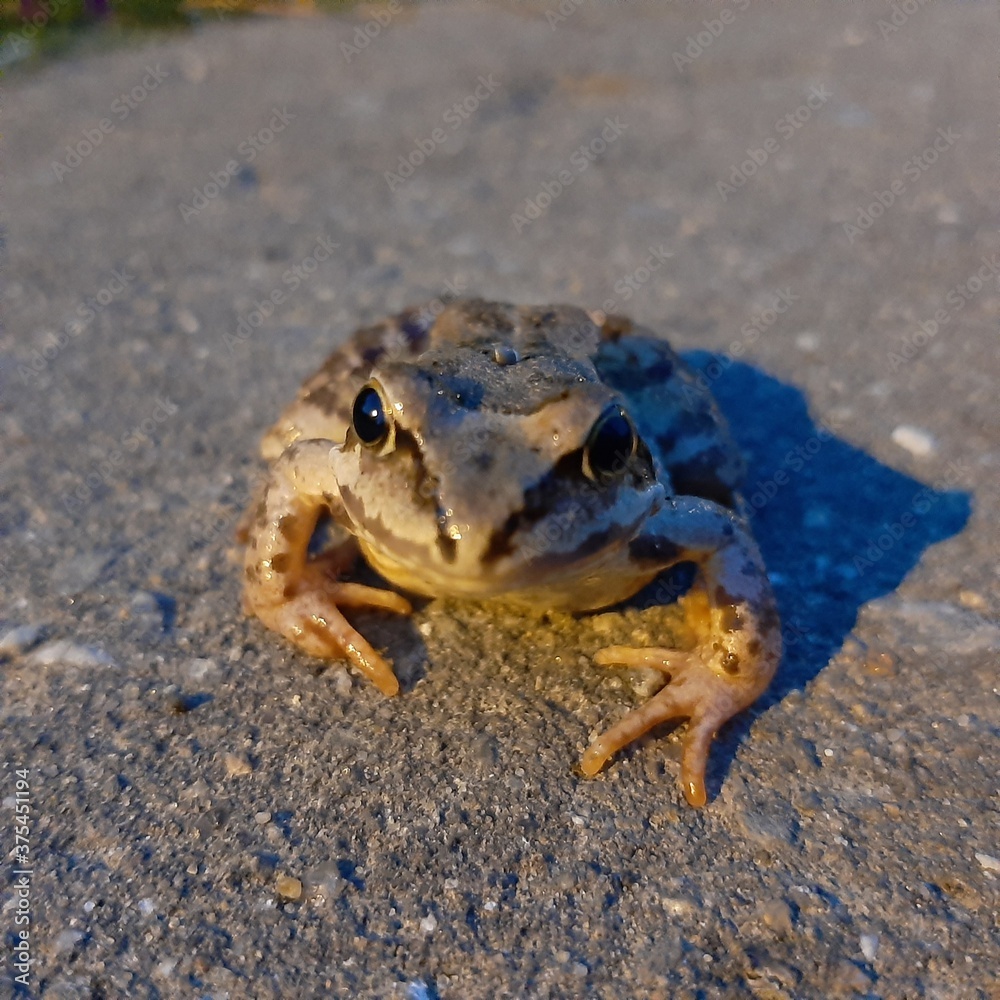 Obraz premium frog on the sand