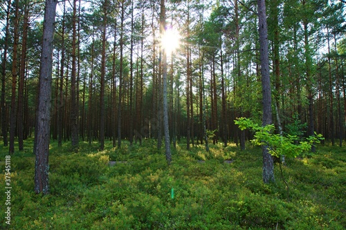 Fototapeta Naklejka Na Ścianę i Meble -  las na morzem