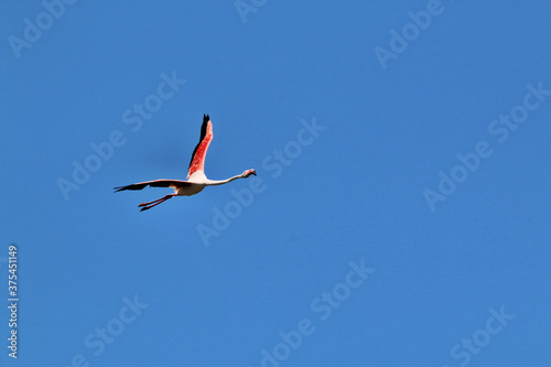 A flamingo flying