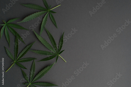 medical marijuana leaves on dark gray background