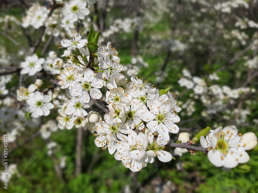 apple tree flowers