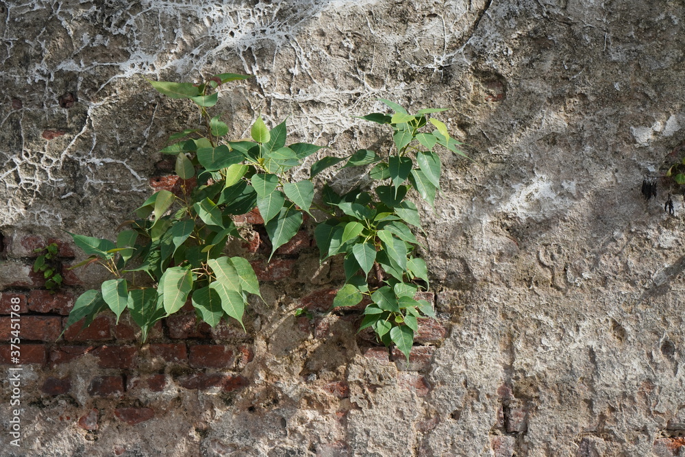 The Bodhi Tree, which grew out of the cracks in the old wall.