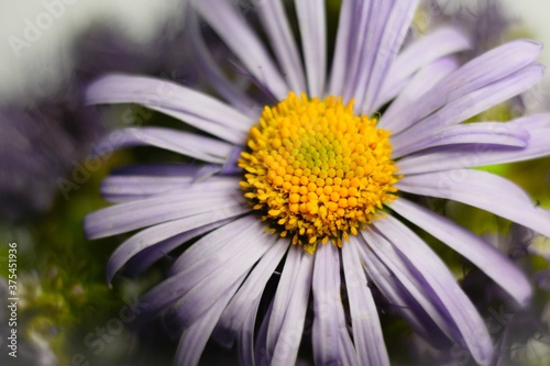 Violet chamomile with yellow earring with purple phacelia flowers