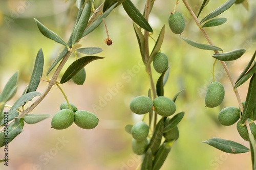 Aceitunas en las ramas del olivo en septiembre