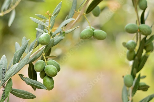 Aceitunas en las ramas del olivo en septiembre