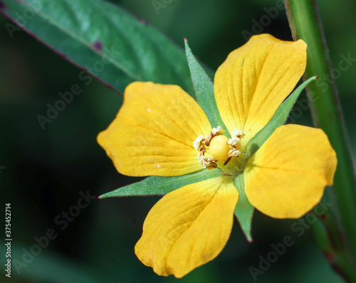 close up of the willow mexican primrose flower photo