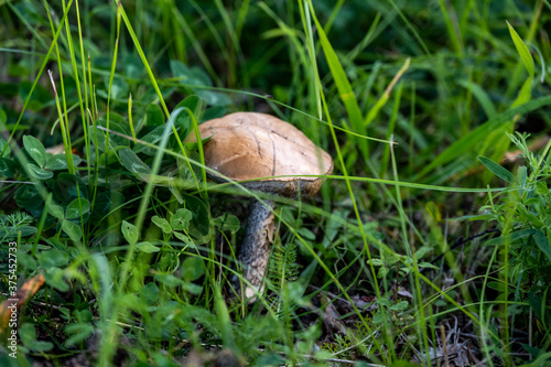 brown edible mushrooms that grow near birches against a background of green grass