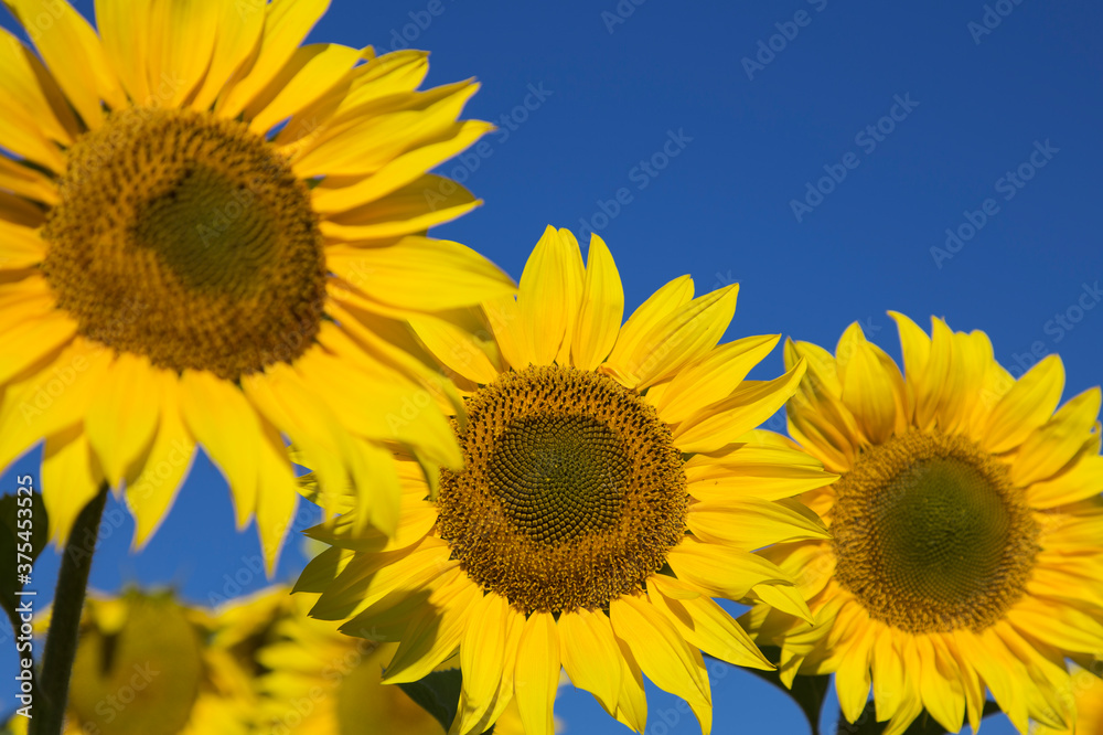 Closeup view of a yellow sunflower against a background of bright blue sky. Some other sunflowers out of focus. Closeup view of a yellow sunflower against a background of bright blue sky. Some other sunflowers out of focus.