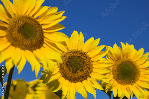 Closeup view of a yellow sunflower against a background of bright blue sky. Some other sunflowers out of focus.