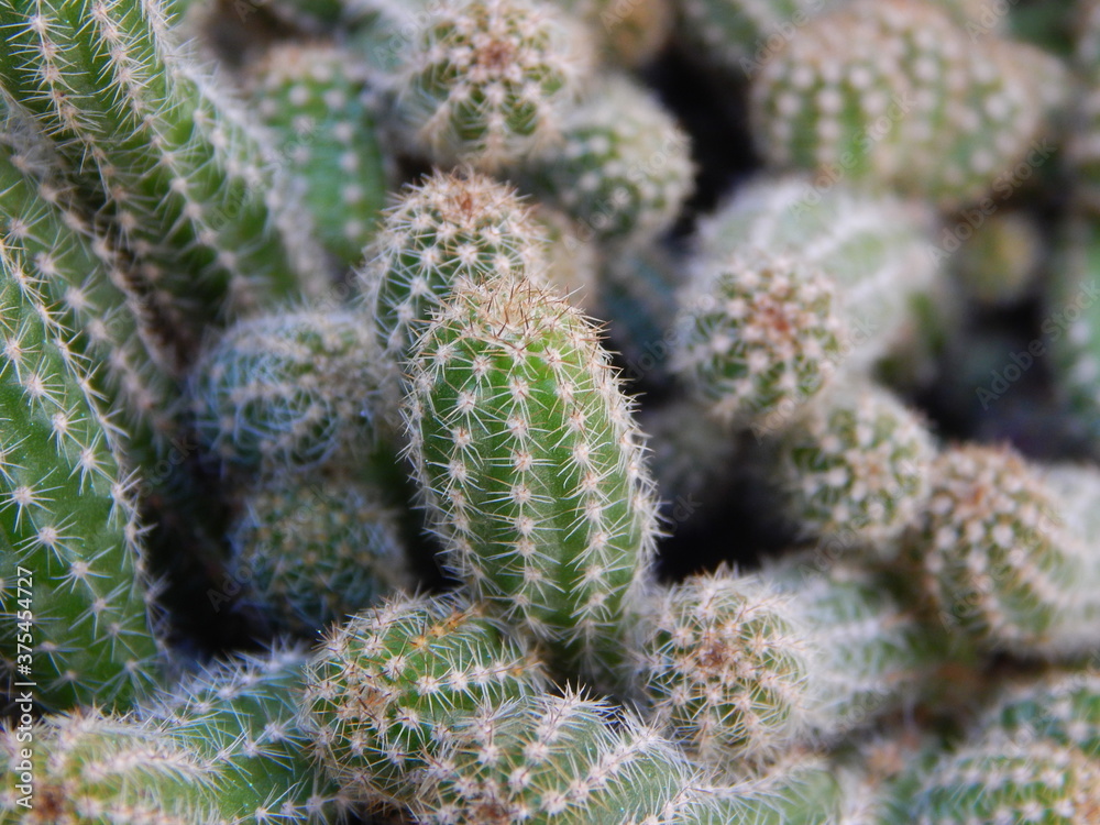 cactus cactus
