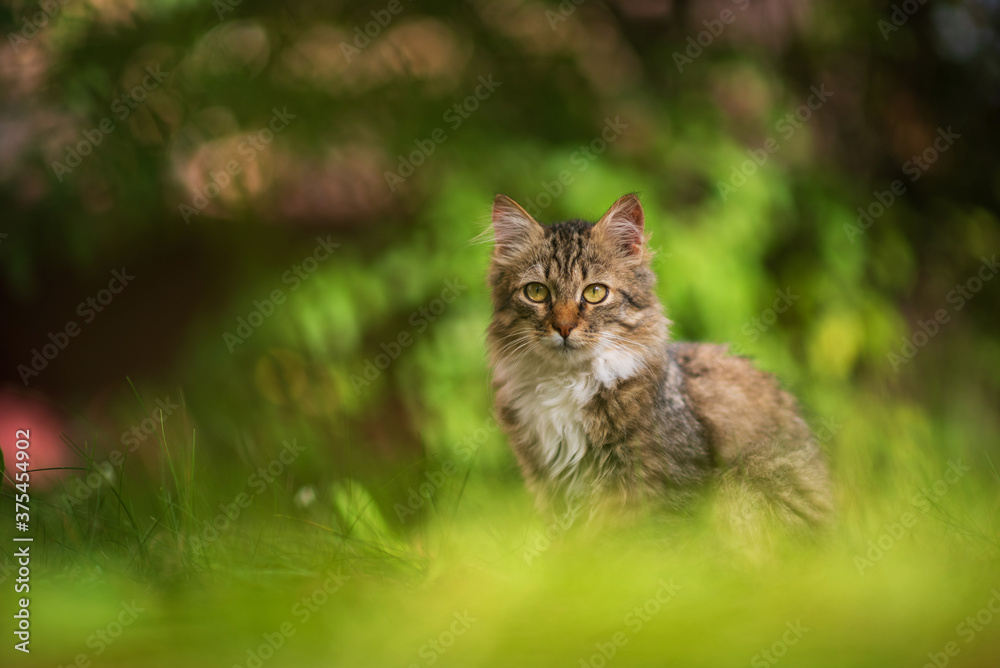 Beautiful gray kitten is sitting in the green grass.