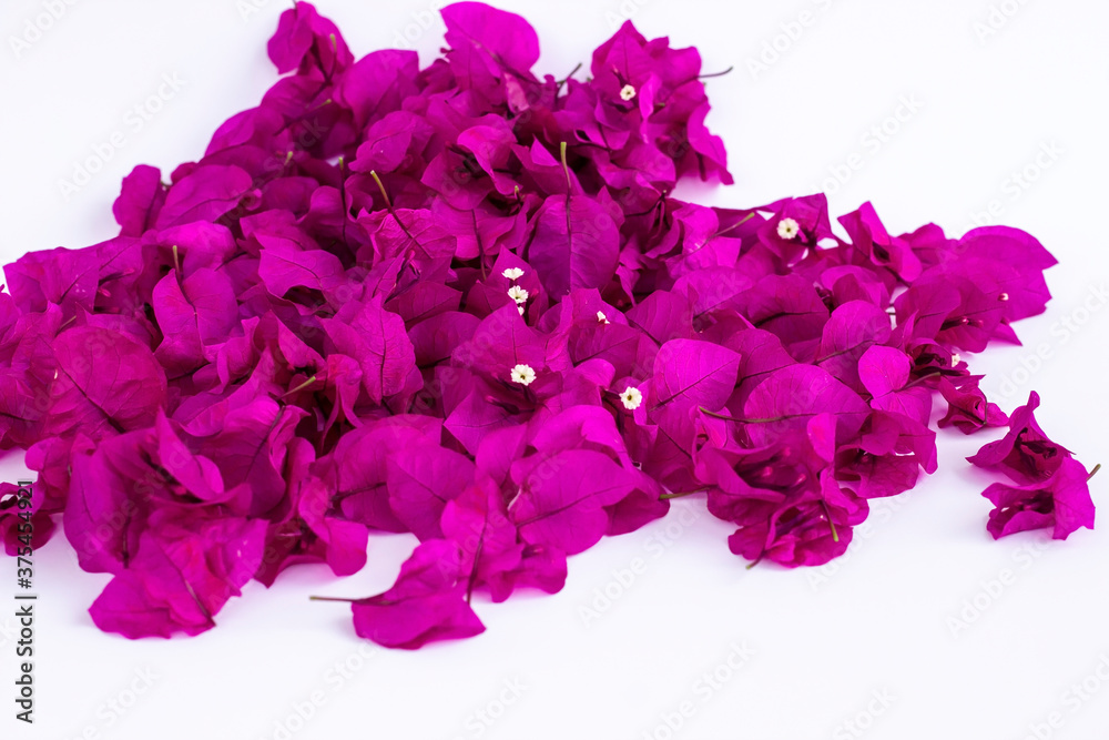 Fresh,deep purple color bougainvillea vine flower on white background