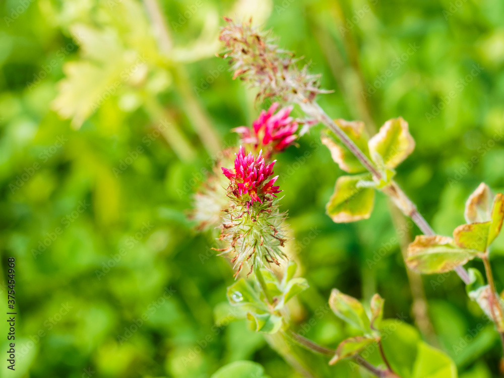 (Trifolium incarnatum) Trèfle incarnat rouge ou trèfle farouche (Trifolium incarnatum) Trèfle incarnat rouge ou trèfle farouche