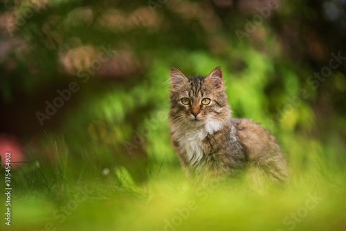Beautiful gray kitten is sitting in the green grass. © shymar27