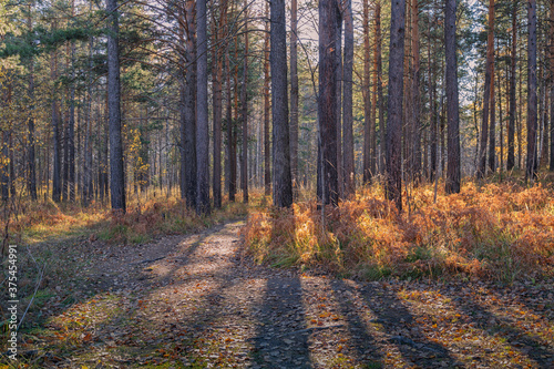 Fototapeta Naklejka Na Ścianę i Meble -  Autumn landscape. Sunbeams between tree trunks. Golden autumn grass. Leaf fall, autumn mood.