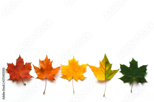 Autumn border frame made of fallen leaves on a white background. Color gradient from green to red. Autumn  fall of the leaves  change of seasons concept. Flat lay  top view  copy space.